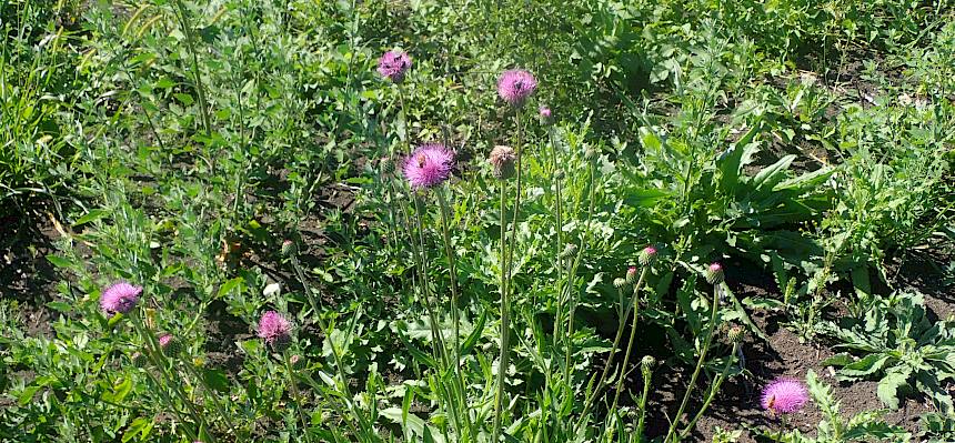 Die Grau-Kratzdistel ist eine typische Feuchtwiesen-Pflanze. Sie blühte auf den gefrästen Flächen in großer Zahl. Ihre Blüten wurden von vielen Wildbienen, Käfern und Schmetterlingen besucht. © I. Drozdowski/LPV