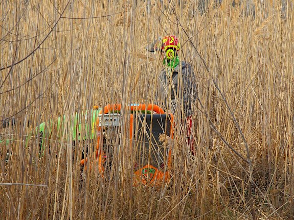 Ferngesteuerte Mulchraupe im Einsatz.