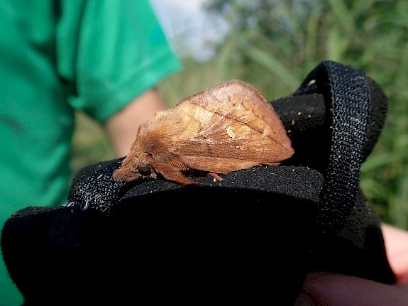 Gras-Glucke (Euthrix potatoria).