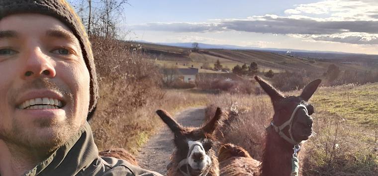 Manuel mit den Lamas auf dem Weg zur Fläche. © Steiner/LPV