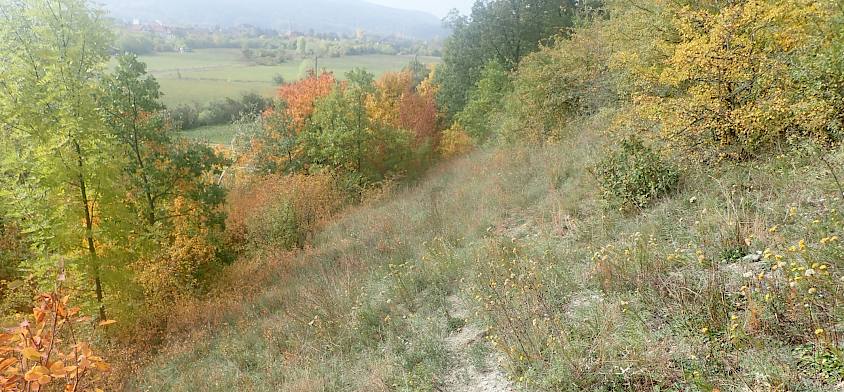 Der Hangtrockenrasen in Leobersdorf im Herbst.