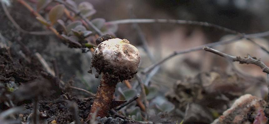 Stielbovist Tulostoma sp. - auch im Trockenrasen wachsen Pilze! © Peter Stöckl