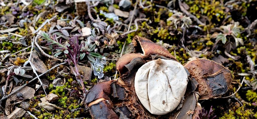 Erdsterne - hier der Halskrausen-Erdstern - ungenießbare Pilze, aber wunderschön anzusehen. Typisch in Schwarzföhren-Wäldern. © LPV/Fischer