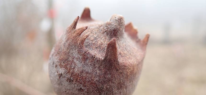 Eichengalle Andricus quercustozae (in ihr entwickelt sich die Larve einer Eichen-Gallwespe) © LPV/Girsch