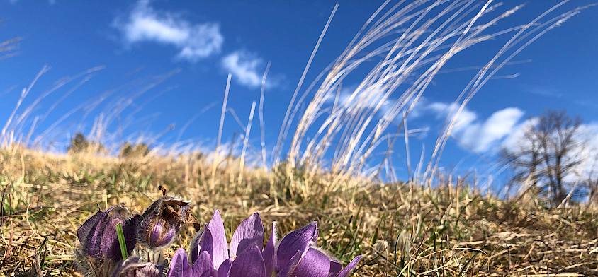 Große Kuhschelle (Pulsatilla grandis)
