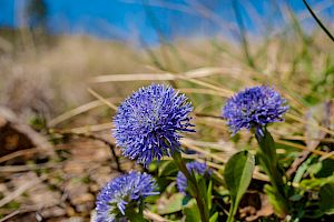 Hochstiel-Kugelblume (Globularia bisnagarica)