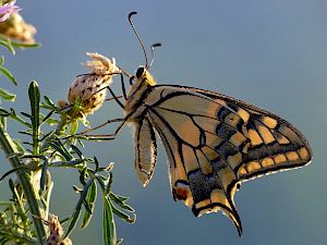 Schwalbenschwanz (Papilio machaon) © Peter Stöckl