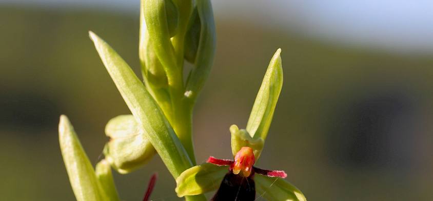 Fliegen-Ragwurz (Ophrys insectifera) © Alexander Mrkvicka