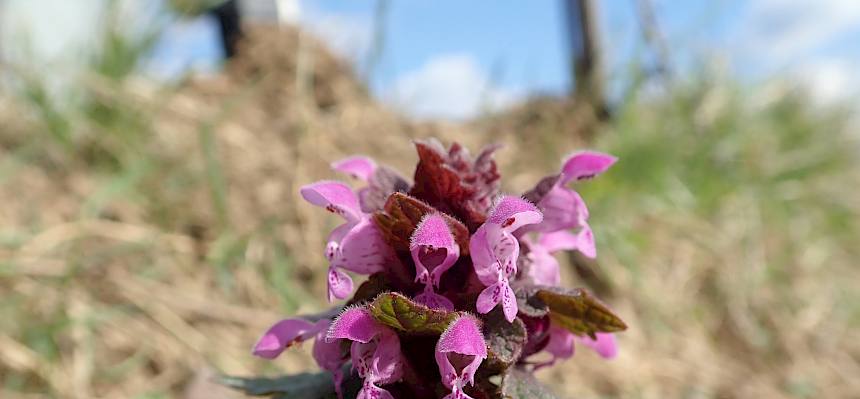 In der Weinbaulandschaft blühen bereits zahlreiche Frühlingsboten - hier die Purpur-Taubnessel (Lamium purpureum). © LPV/Girsch