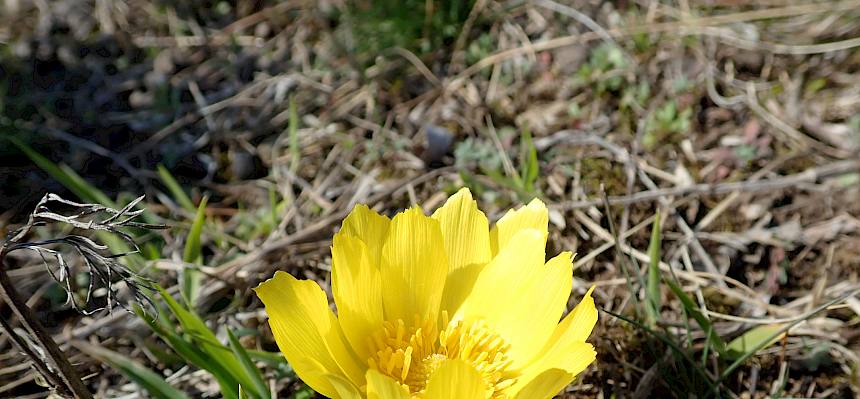 Frühlings-Adonis (Adonis vernalis)