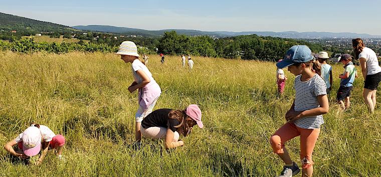 Bei der Becherlupensuche entdecken die Kinder die über-lebensgroße Insektenvielfalt der Wiese. © LPV/Wolensky
