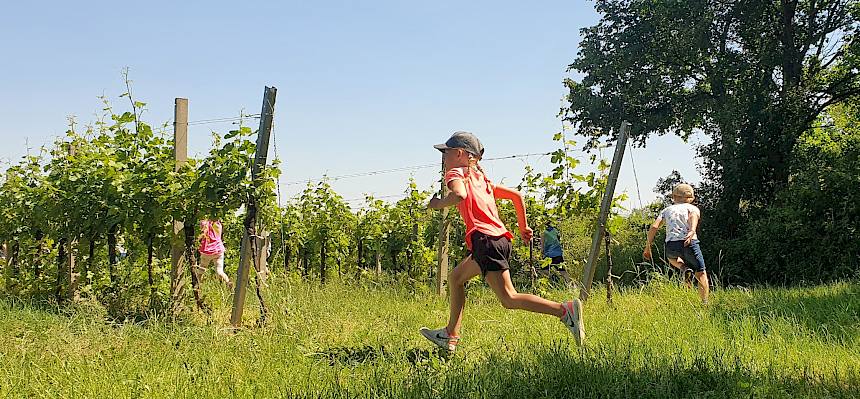 Von Andreas Wieninger (Obmann Weinbauverein Brunn) erfahren die Kinder Interessantes zum Weinbau am Brunner Berg. Zum Abschluss gibt es ein Laufspiel durch die Rebzeilen. © LPV/Wolensky