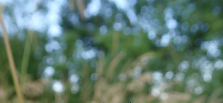 Auch ein Exemplar des seltenen Großen Rosenkäfers konnte gefunden werden. Dieser eindrucksvolle Käfer glänzt besonders intensiv grüngold und erreicht die stattliche Länge von 22 bis 28 Millimetern. Für die mehrjährige Entwicklung benötigt die Art alte Bäume, hauptsächlich Eichen. © LPV/Girsch