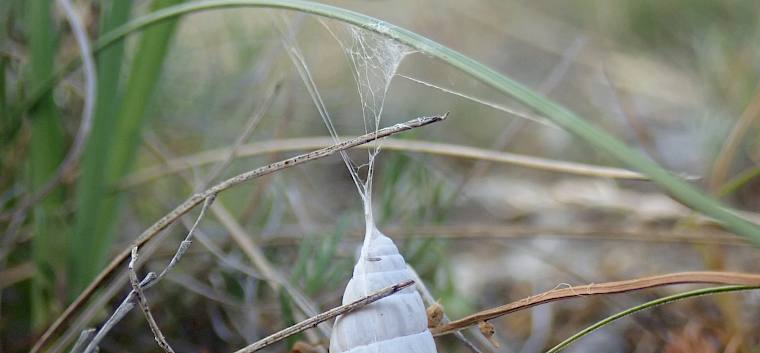 Aufgehängtes Schneckenhaus der Springspinne Pellenes nigrociliatus - das Weibchen legt seine Eier in den leeren Schneckenhäusern ab. © LPV/Girsch