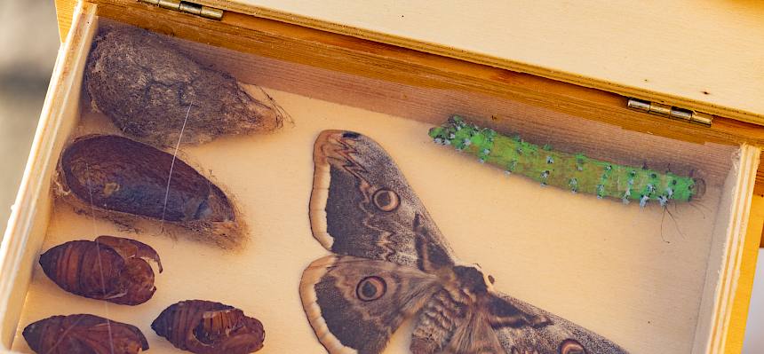 Präparat des Wiener Nachtpfauenauges - Österreichs größter Schmetterling. © Manfred Digruber