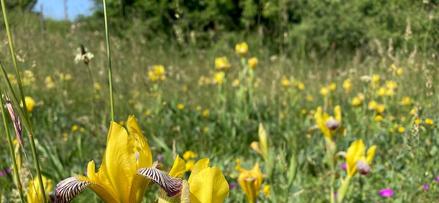Im Rahmen der Führung entdeckten die Schüler*innen die wertvollen Tiere und Pflanzen der Trockenrasen. Hier die Bunt-Schwertlilie (Iris variegata). © LPV/Egger