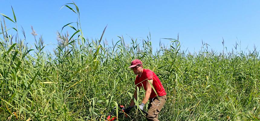 Das Schneiden des Schilfs in der Vegetationsperiode ist aktuell auf den betreffenden Flächen sehr wichtig, um das Schilf zu schwächen und damit wieder zurück zu drängen. © LPV/Drozdowski