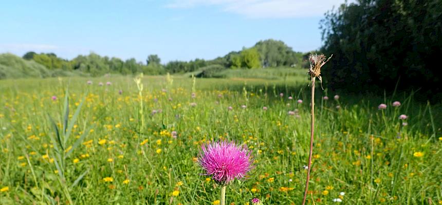 Die Feuchtgebiete in Moosbrunn gehören zu den wertvollsten Naturgebieten in Ostösterreich und bestehen aus großflächig ausgedehnten Flachmooren und Feuchtwiesen, mit zahlreichen seltenen Tieren und Pflanzen. © LPV/Drozdowski