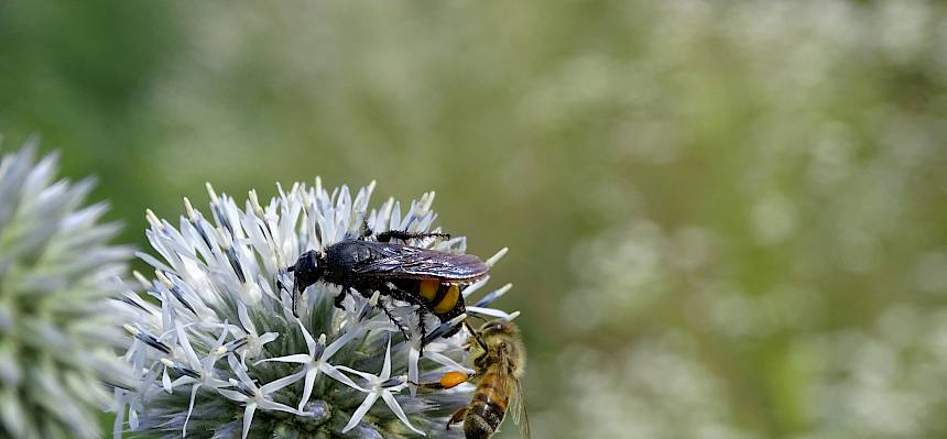 Dolchwespe und Honigbiene auf der Rudolfshofwiese in Baden. © LPV/Baumgartner