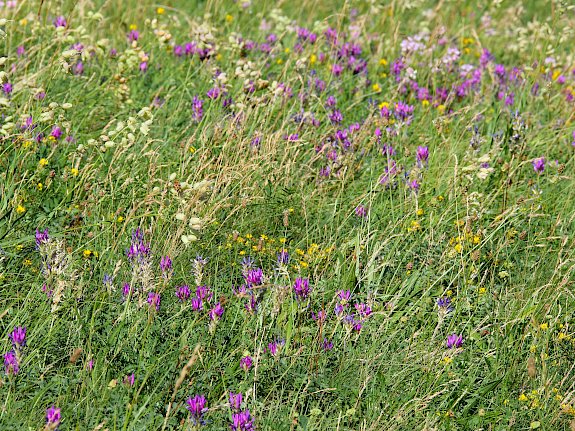 Blumenwiese Perchtoldsdorf