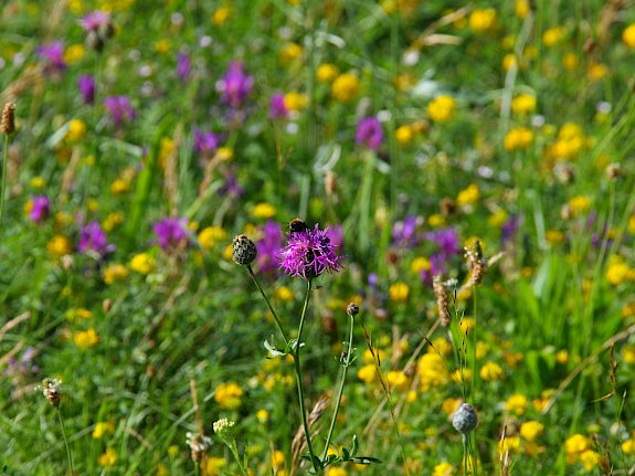 Blumenwiese Perchtoldsdorf