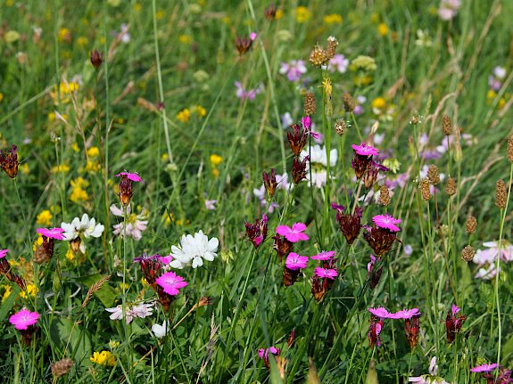 Blumenwiese Perchtoldsdorf