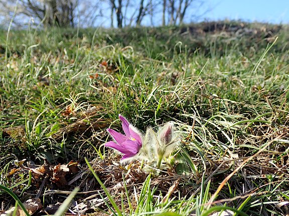Blumenwiese Perchtoldsdorf