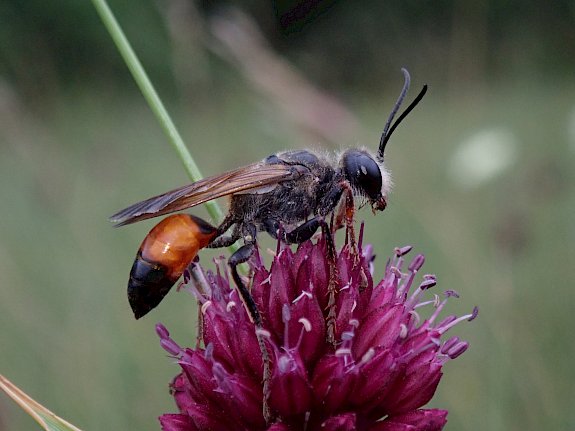 Blumenwiese Perchtoldsdorf