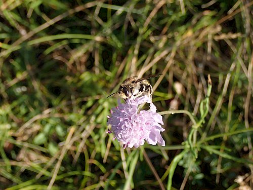 Wildbiene auf Witwenblume
