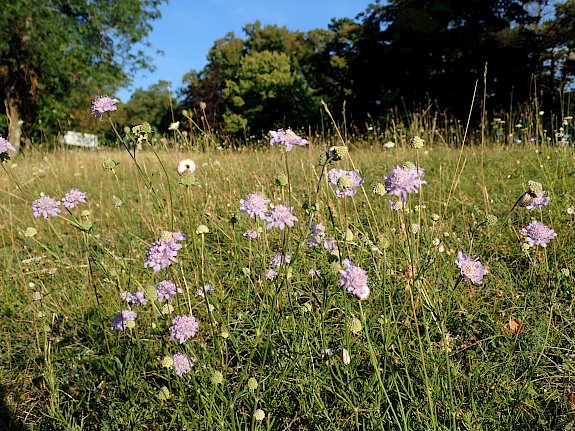 Blumenwiese Perchtoldsdorf