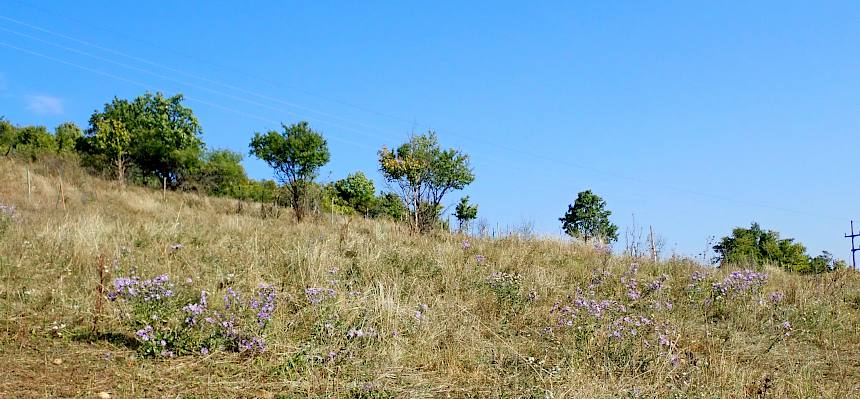 Berg-Astern in voller Blüte. © LPV/Drozdowski