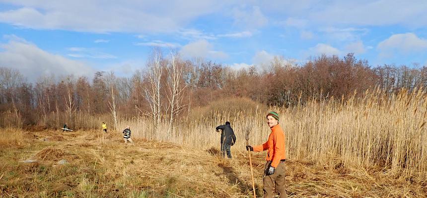 Pflegearbeiten auf den Feuchtwiesen im Herrngras in Moosbrunn. © LPV