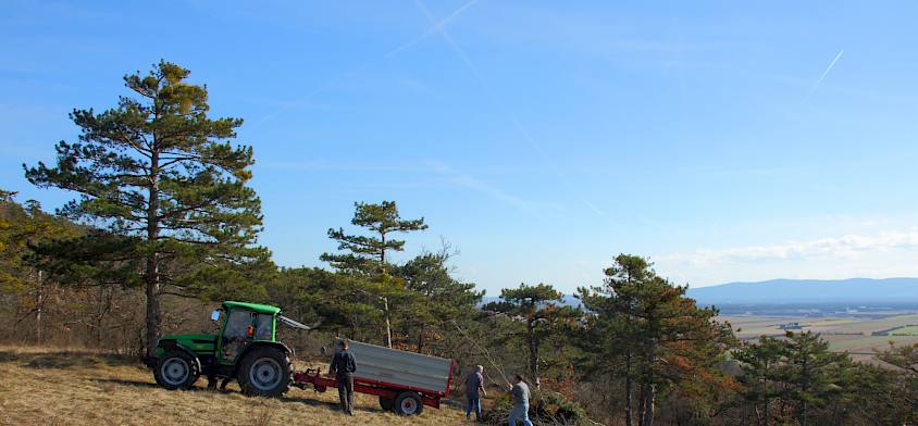 EInzelne Bäume werden entfernt und das große Material wird mit dem Traktor abtransportiert. © LPV/Mrkvicka
