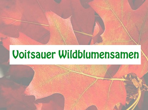 Logo Voitsauer Wildblumensaatgut