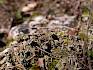 Fruchtkörper einer Becherflechte (Cladonia) am Trockenrasen. © LPV/J. Fischer