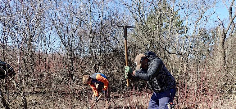 Im letzten Jahr gekappte Blutrote Hartriegel wurden heuer ausgehackt. © LPV/J. Fischer