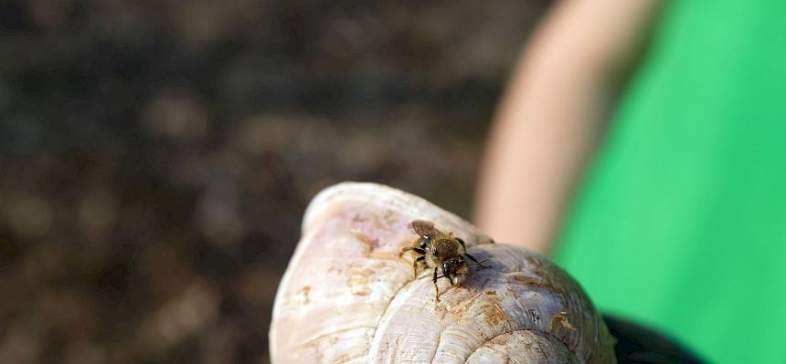 Während der Arbeiten konnten erste Wildbienen entdeckt werden. © LPV/Fischer