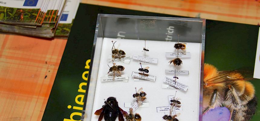 Wildbienen-Vielfalt - von winzig klein bis groß. © LPV/Drozdowski