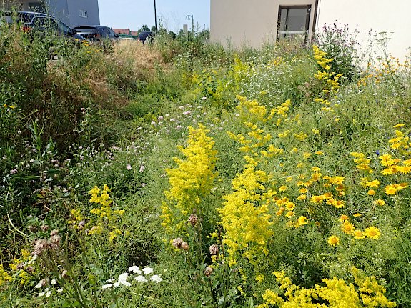 Naturwiese BILLA Vösendorf Ortsstraße