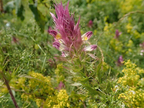 Acker-Wachtelweizen (Melampyrum arvense)