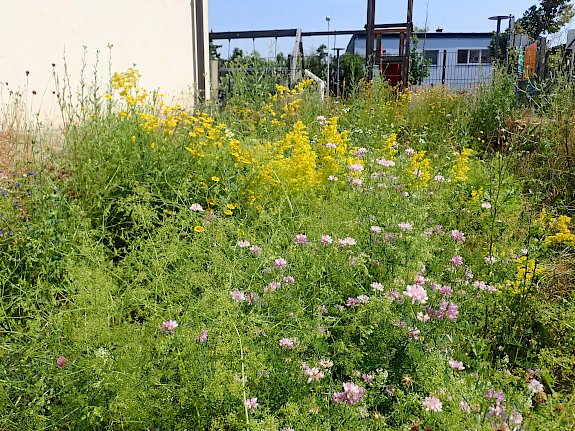 Naturwiese BILLA Vösendorf Ortsstraße
