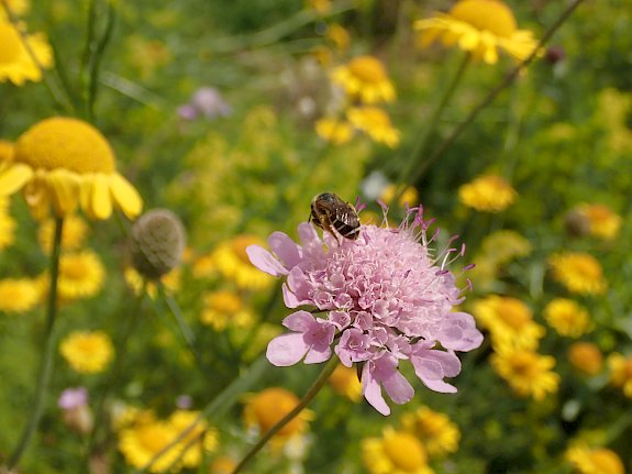 Naturwiese BILLA Vösendorf Ortsstraße