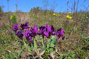 Zwerg-Schwertlilie (Iris pumila)