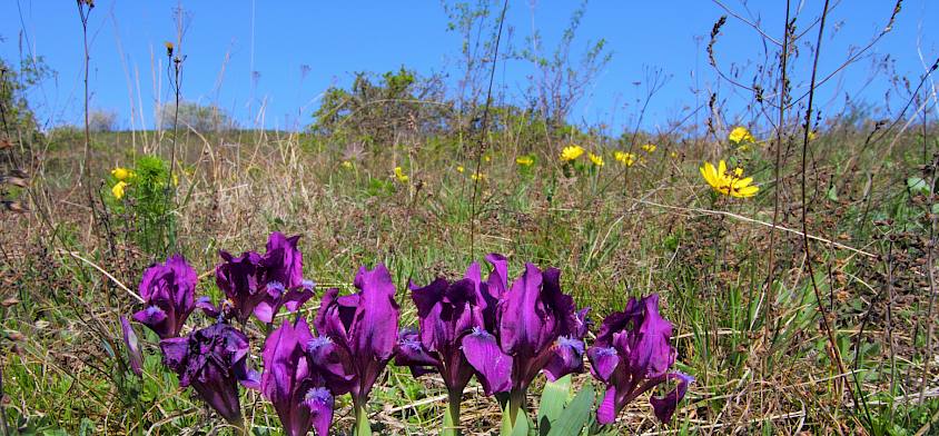 Zwerg-Schwertlilie (Iris pumila) © LPV