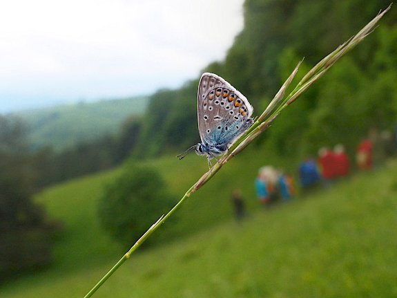Hauhechel-Bläuling