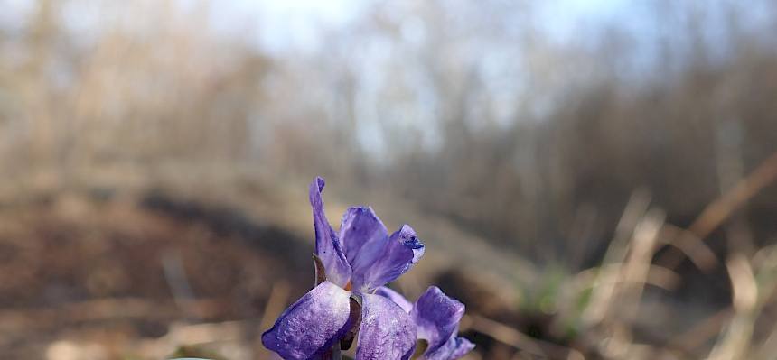 Die ersten Veilchen blühen. © LPV/Drozdowski