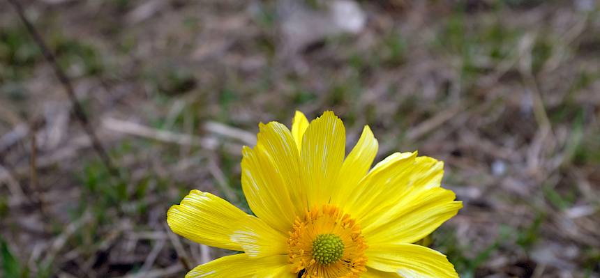 Frühlings-Adonis in voller Blüte. © LPV/Fischer
