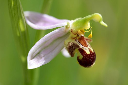 Die Bienen-Ragwurzen (Ophrys apifera)