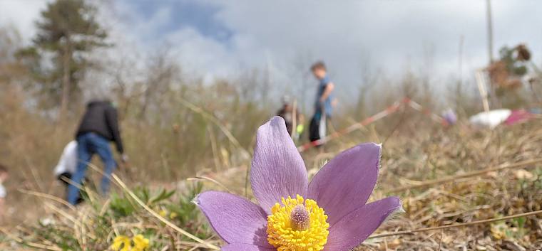 Große Kuhschelle - sie profitiert vom Landschaftspflege-Einsatz der Klassen am Blosenberg. © LPV/S. Girsch