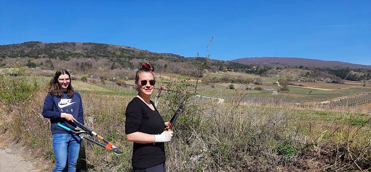 Mit Garten- und Astscheren wurden Sträucher wie Hartriegel, Liguster,Weinreben, Brombeere aber auch vereinzelte Rosen und Schlehen entfernt. © LPV/M. Steiner